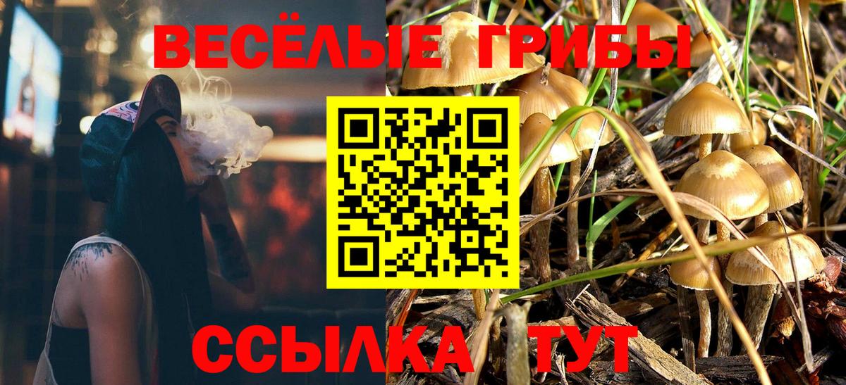Псилоцибиновые грибы Psilocybine cubensis Балашов